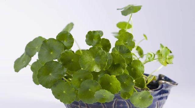 最好养的4种花,掐根枝条就能活,你养不活的话只能说你不会养