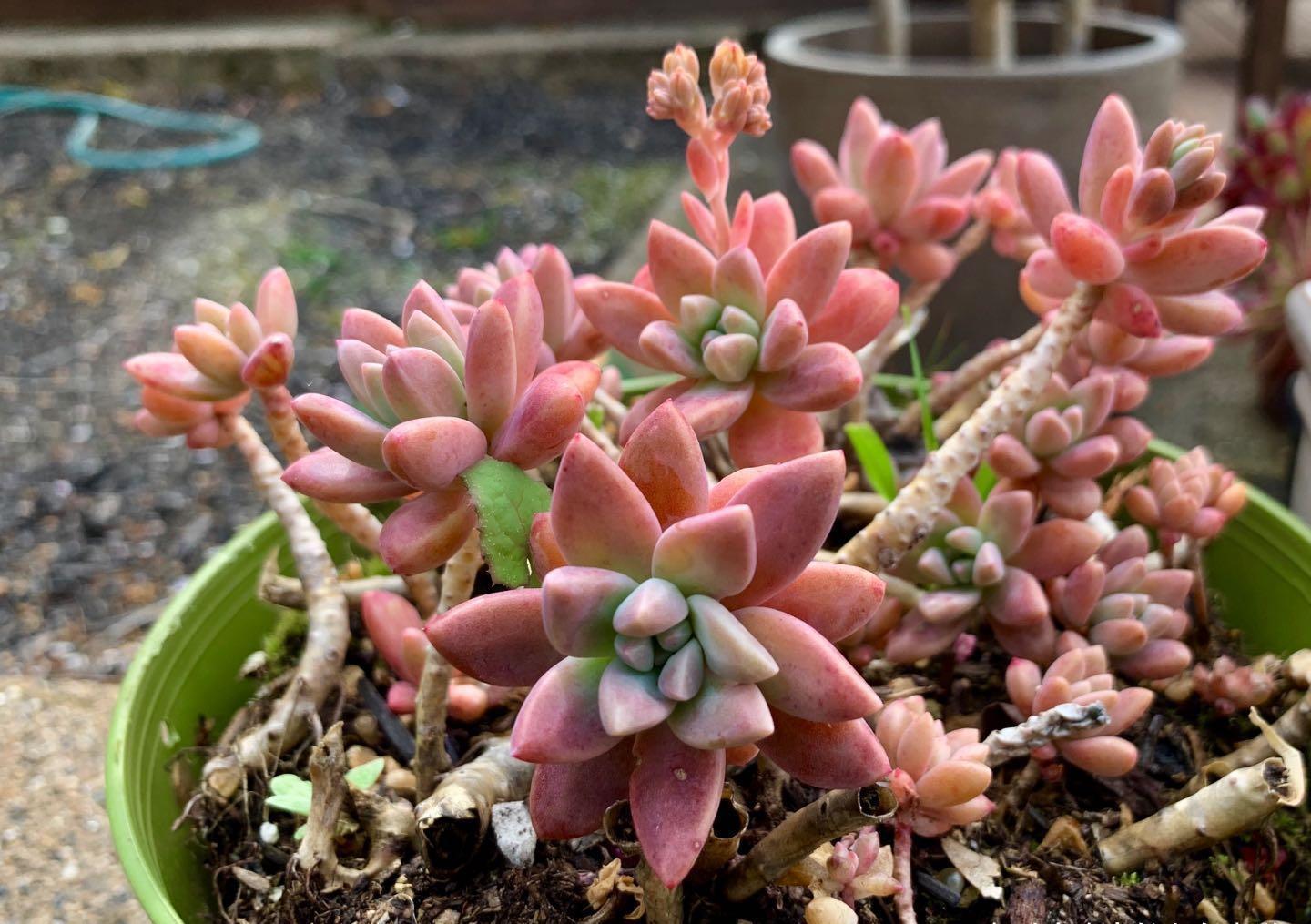 多肉|多肉秋丽养徒长了怎么办？夏天可以直接扔到外面去暴晒吗？