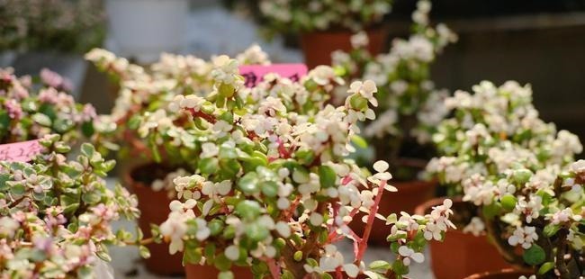 养多肉雅乐之舞,做好5要点、注意3事项,叶片嘭嘭肥起来,美极了