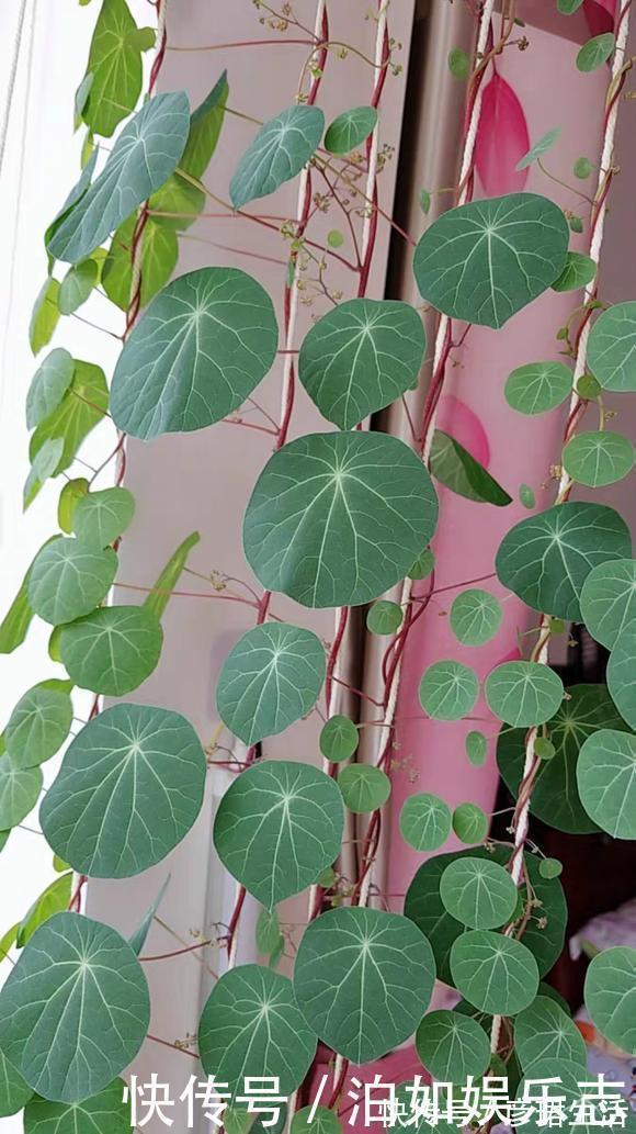 雍容华贵|这些植物“老寿星”，个个能活100岁，泼辣无比，比人还长寿