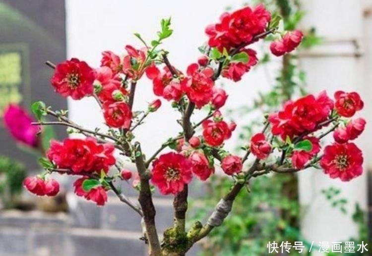 4种花是“开花能手”，开花特漂亮，花香四溢，好养易活！