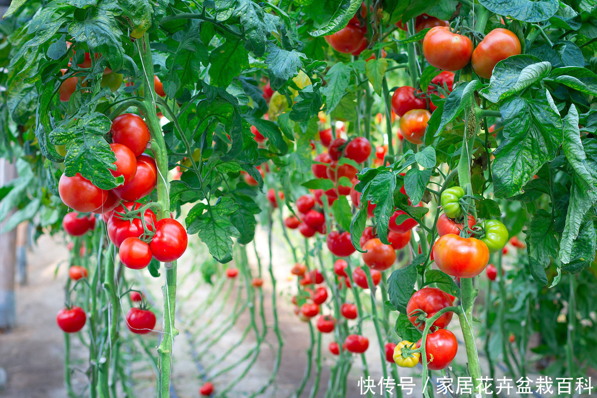 好吃的水果自己种,鲜红鲜红的,一起里动手吧!