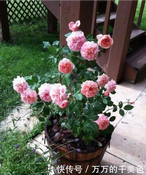 常年|在花盆里如何养好月季花,让月季常年开花的技巧