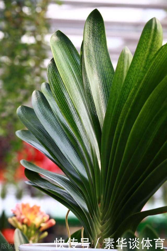 植料|怎样让君子兰一年长出8片叶子？他的做法，值得我们学习