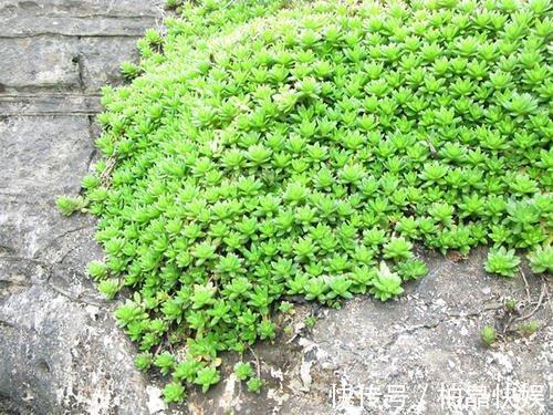 石头缝里的“野多肉”,看到挖几棵,种盆里,能长一大片,美死了