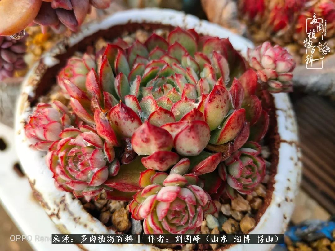 贵的不一定是对的,你的多肉究竟值多少钱附冬季养护攻略!