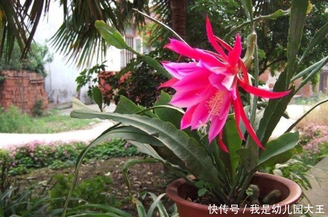 1种肥水,每天家里都产出,倒掉可惜,拿来浇花,浇啥旺啥!