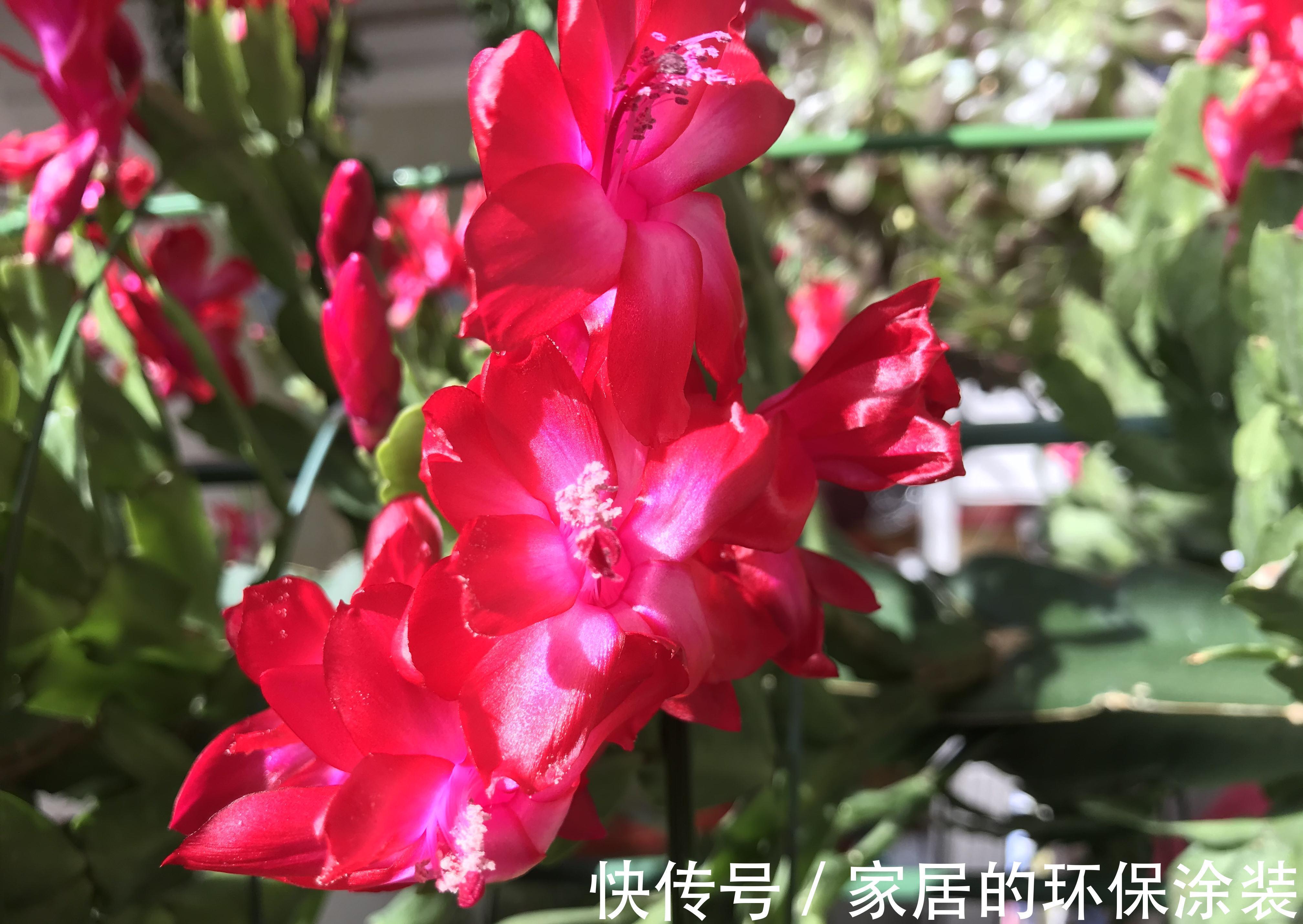 浇水|那些把花养的很好的人,都对花草做了什么