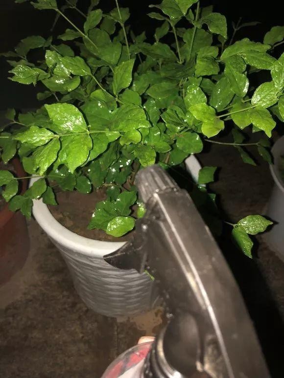 浇花|用磷酸二氢钾水浇花时该注意哪些“忌讳”,适用于什么花草