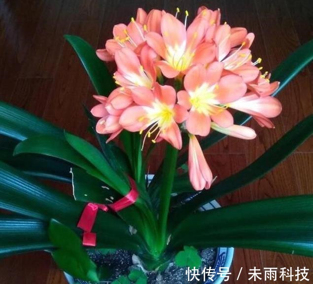 饼肥|家里养君子兰,一个施肥小技巧,叶片长得又厚又大,花开得非常多