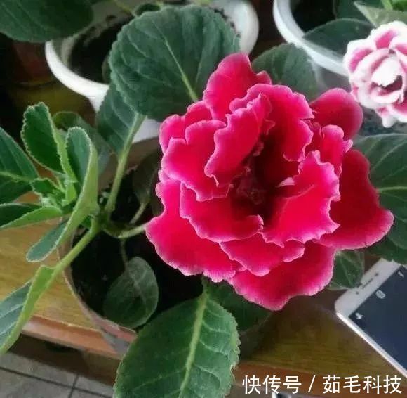 非洲菊|这些花草不要往叶面上喷水,否则只剩下花盆