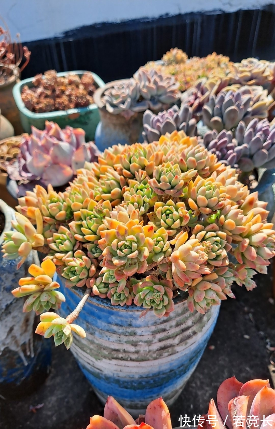 速率|这“三多肉”是耐热小能手,无需掐芽易群生,40℃仍生机勃勃