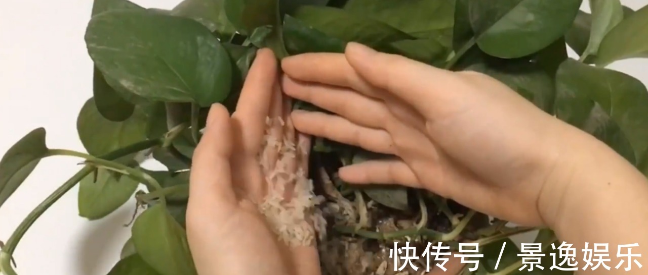 花盆里撒一把，不管多难养的花，几天根壮叶绿爆满盆，方法太棒了
