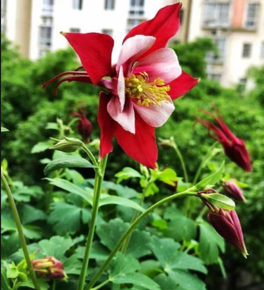 开花最勤快的几款花,天天开花,养护容易,是盆栽佳品