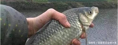 鱼情|为啥浮漂小动作很少,有动作就是送漂黑漂?这并非是鱼情好!