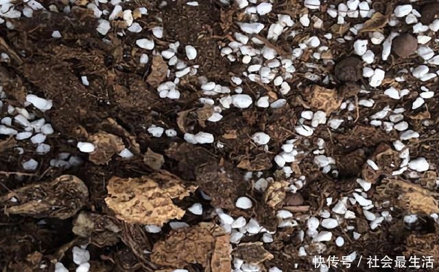 吃完3样东西,留下“废壳”,闷一闷拿来养花,比营养土强10倍!