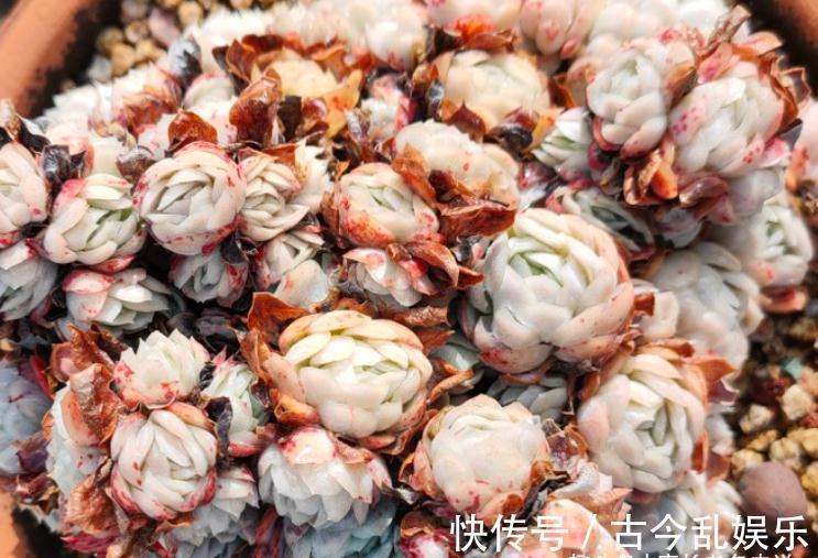 多肉冰梅最适合露养，快让它去室外沐浴日光，等冬天美得不可方物