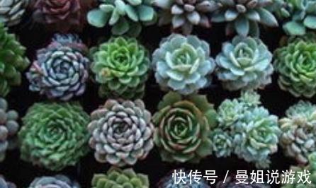 多肉植物黑腐病防治方法