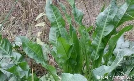 野草|野草人称金不换,农民都当杂草,却不知它是天然的洗发水