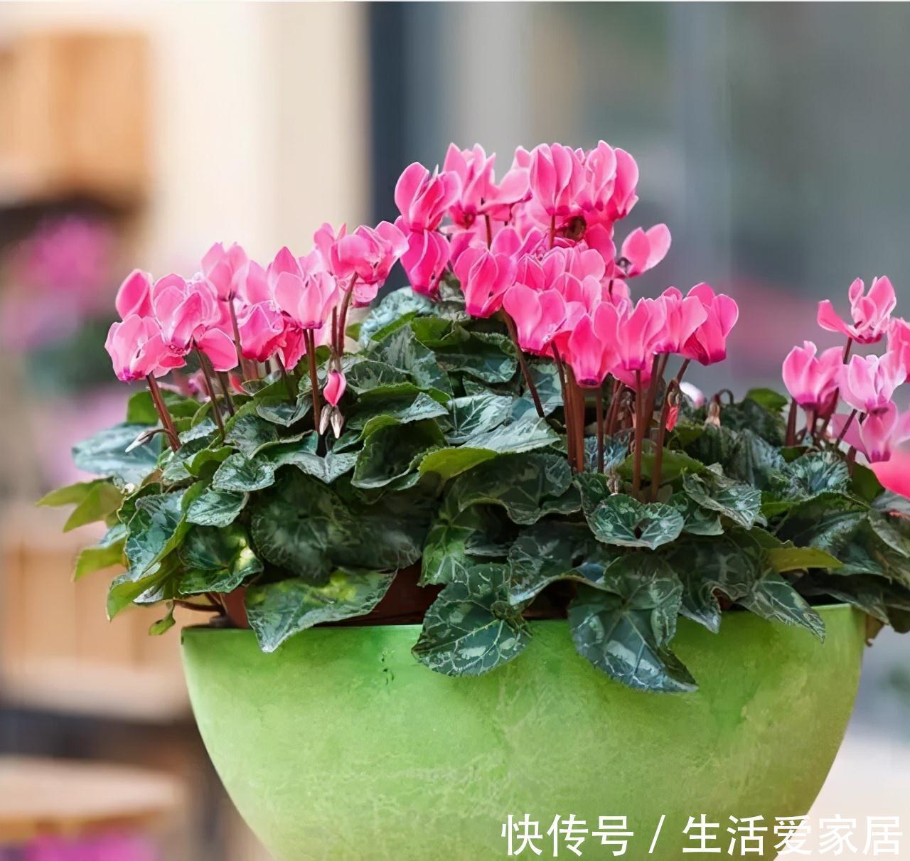 秋冬季|秋冬季买到的2种花,千万要注意,不然家里别想养好它们