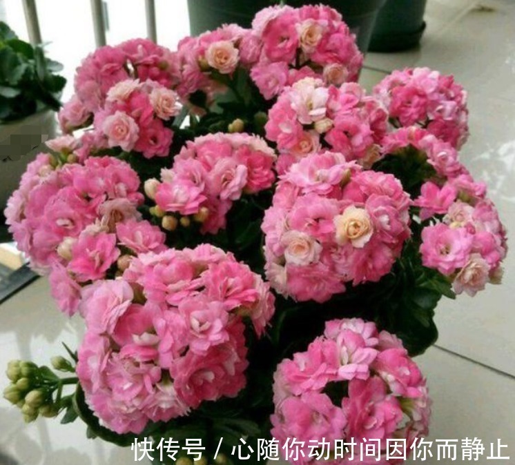 4种花现在养刚刚好,夏天开花很漂亮,阳台养几盆,变成花海