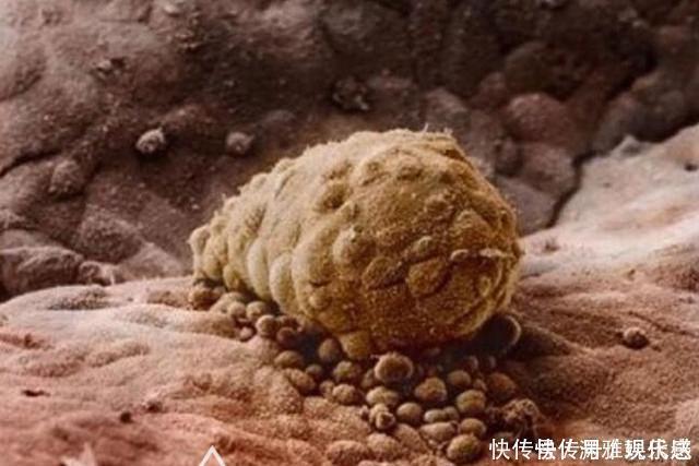 过程|10月胎儿形成全过程,8张图带你了解真相,感受生命的奇迹