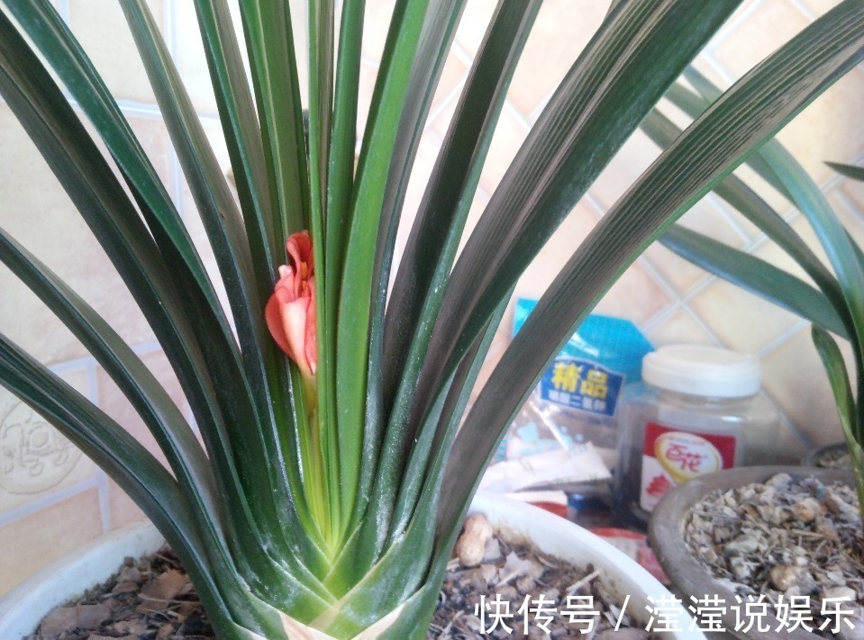 养好君子兰，首先要“戒掉”3个坏习惯，要不烂根、不长、不开花