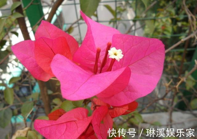 养护|三角梅超实用的养护技巧,做好这几步,一开就是大半年