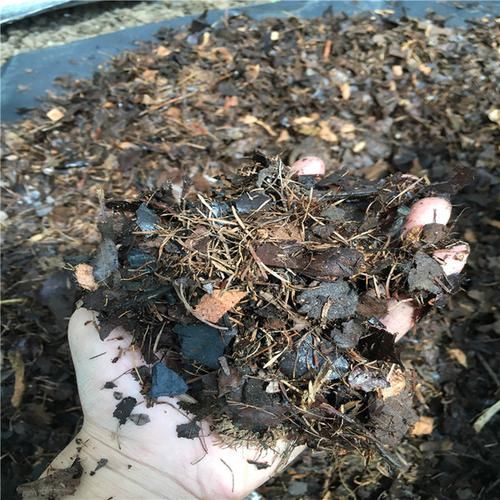 4种“废土”,扔了也别养花,隐患大,黄叶烂根不开花