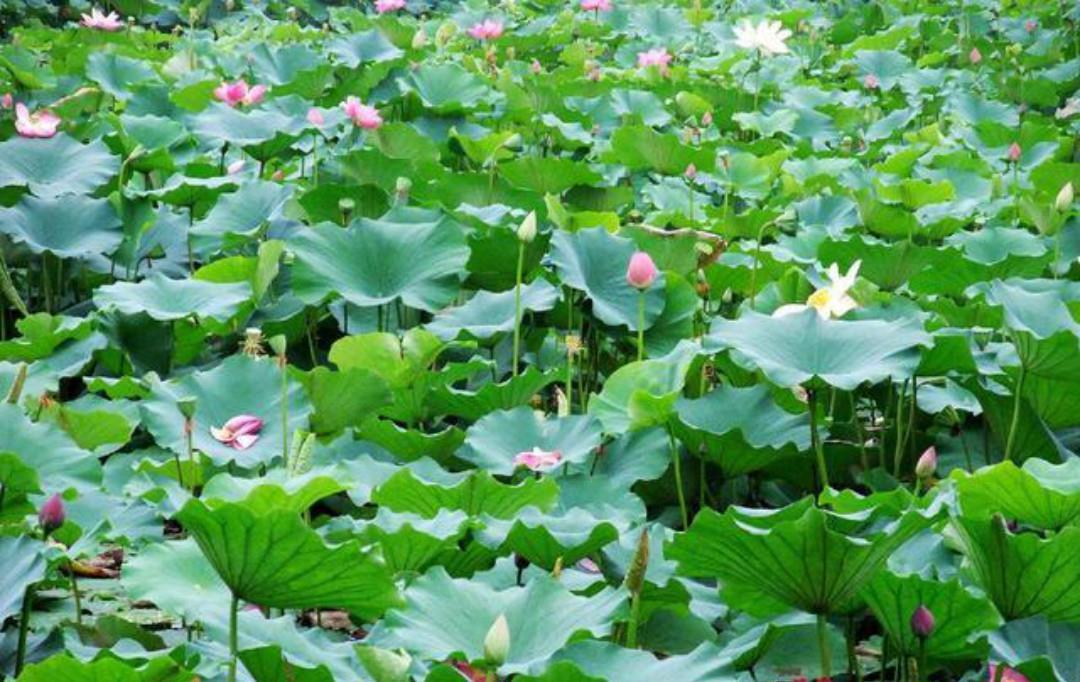 首相|晏几道失恋后写下的这首相思词,无一字不伤感,无一字不忧愁!