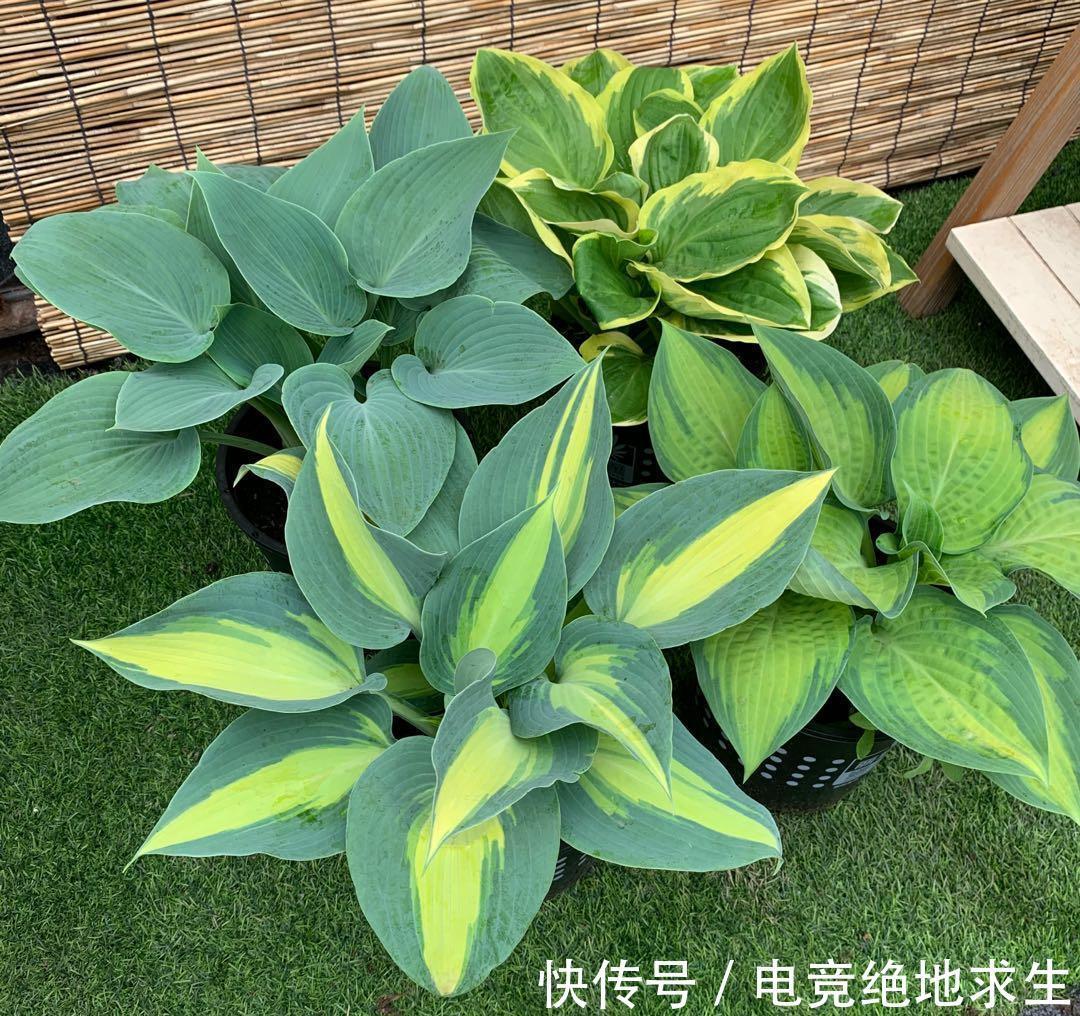 13种“漂亮花”,零下20度也冻不死它,大雪天依旧能开,又香又艳