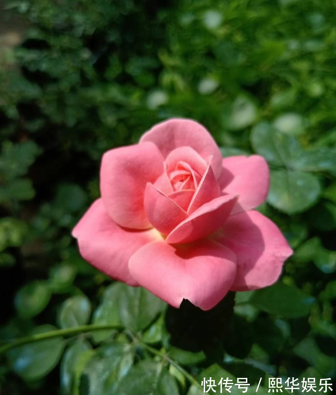 5种四季开花的植物,养一盆在家里,四季有花看