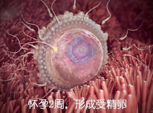 受精卵|胎儿在母体是如何长大的?一组图告诉你,不同阶段宝宝的发育过程