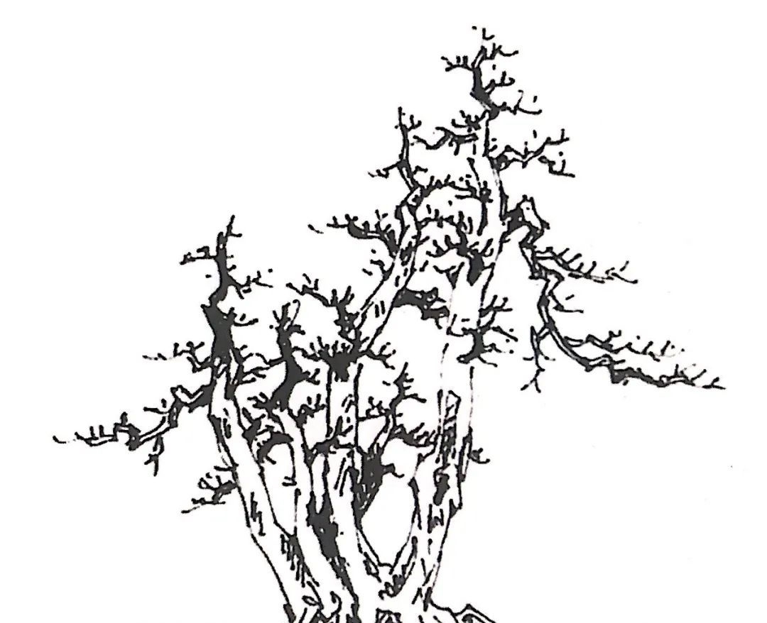 树桩造型是保留双干、三干还是多干,还得树桩自己说了算!