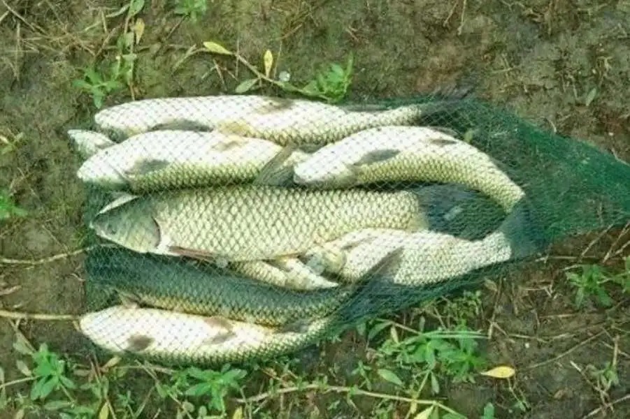 深秋“对付”草鱼，我就只认这3招，莫不信，一般人学不会