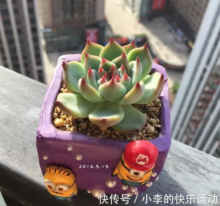 养多肉有技巧，做好四件事，一年能长5厘米，爆满整个花盆
