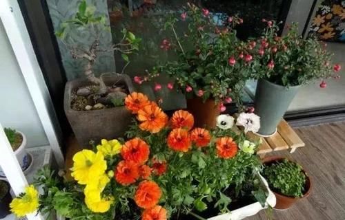 都知道啤酒养花好，然而，没掌握住“浓度配比”却会出大事