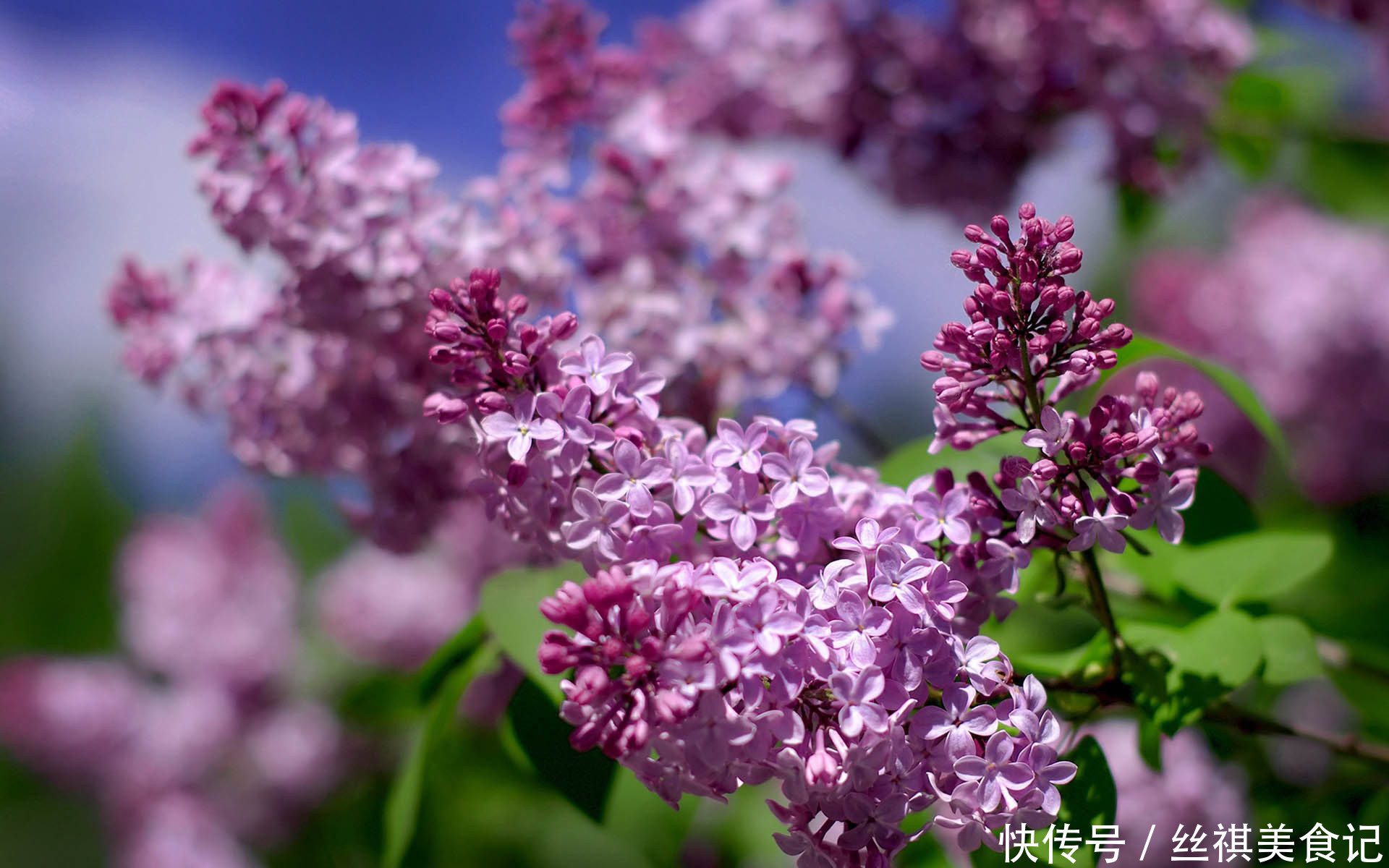 此花被称为天国之花，给人带来满腹忧郁的感觉，象征着忧愁思念