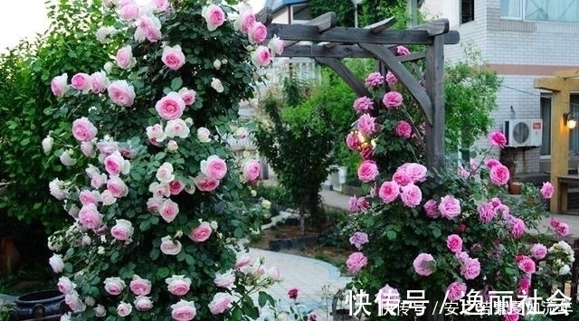 花海|这5种花很好养，浇水就行，有阳光就爆花，阳台变花海！