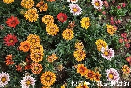 花期|这五种花适合这个季节种植,花期长、花量大,不但漂亮且方便好养