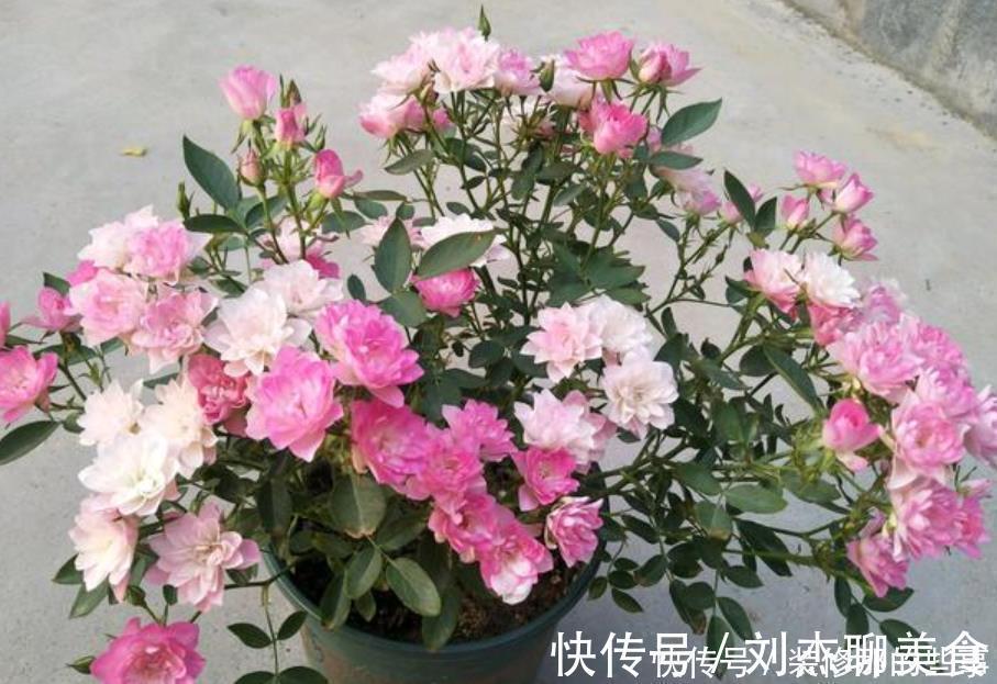 四季海棠|5种花是爆盆“能手”,开起花来“拦”不住,花期长,家中必备!