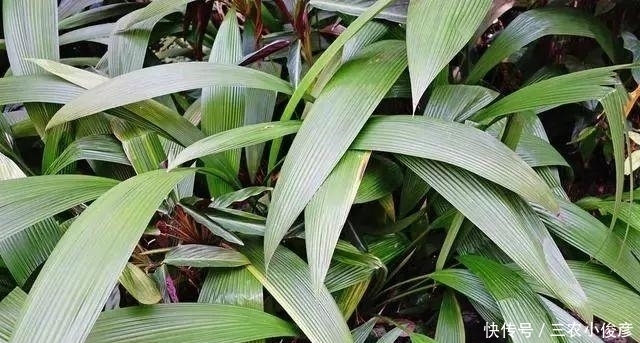 肾气不足, 可以试试这些中药, 但是要分清阴阳