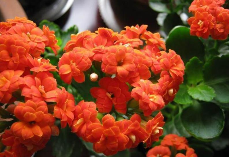 冬天养花选它,花色艳丽花期长,皮实好养颜值高,封闭阳台也能养