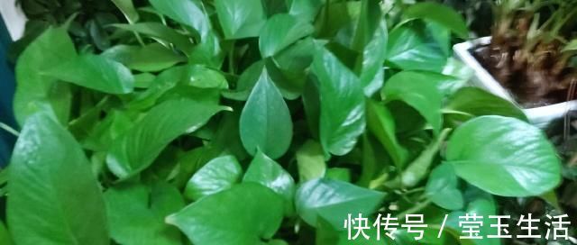 养花，什么情况下“不能施肥”看养花达人怎么说