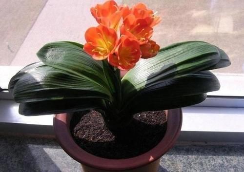 环境温度|君子兰养了7年,长得好却不开花?快催花,1个月就爆出大花头