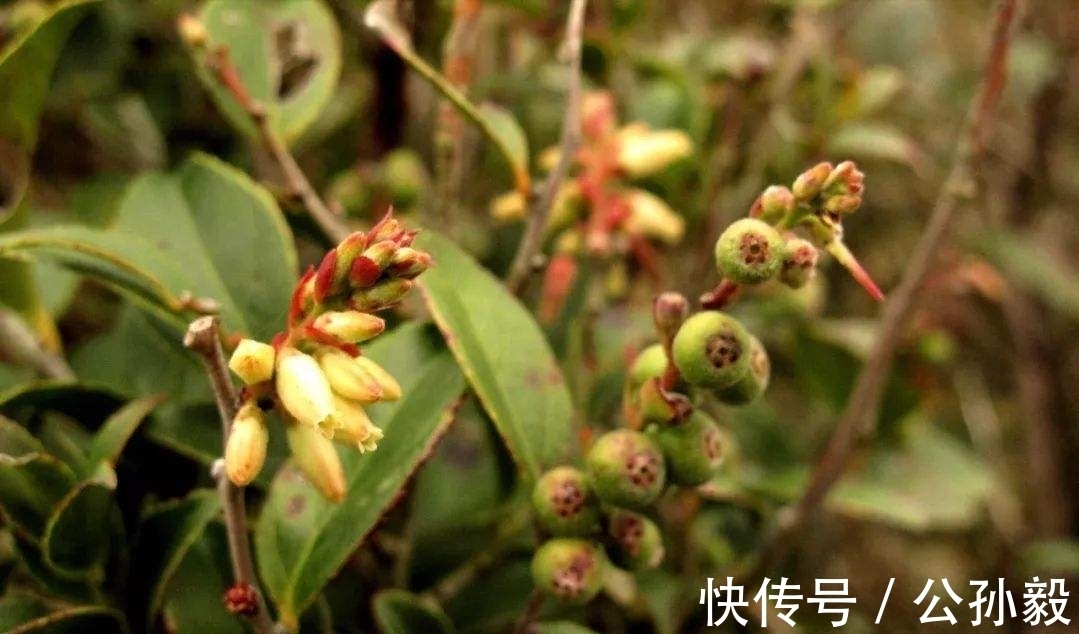 美味|农村这种植物,含有天然的黑色素,可将米饭染成黑色,果实很美味