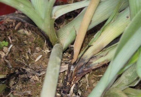 补救|吊兰烂根是什么原因导致的，这样可以补救吊兰烂根问题