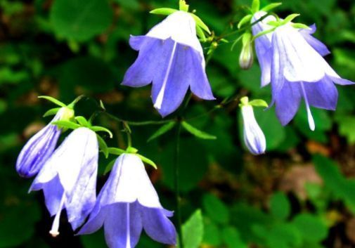 经常开花爆盆的盆栽,花开满屋子飘香,养几盆爆满成花海,超美