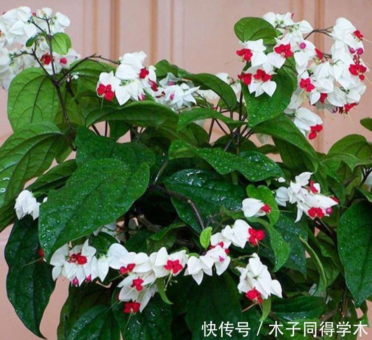 观赏价值|几款艳丽的花卉，漂亮又好闻，养几盆家里变花海！