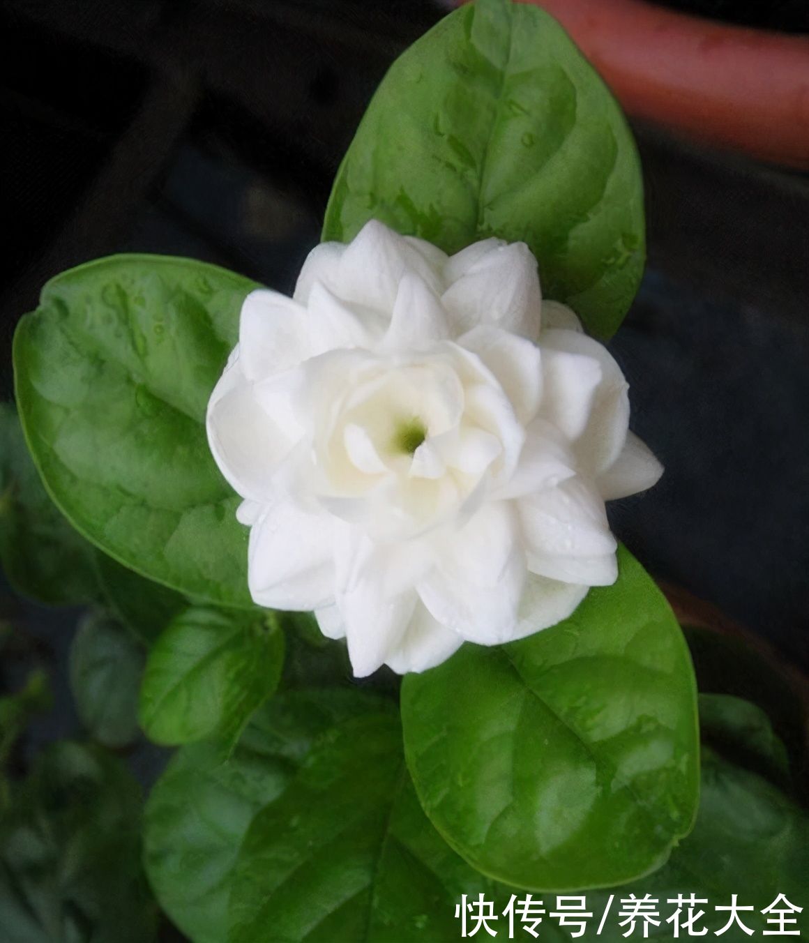 茉莉花品种繁多，每一个都香气浓郁，开花繁多